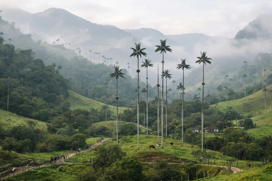 Cocora Valley wax palms
