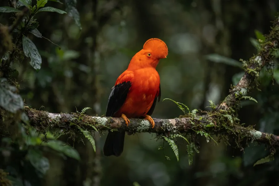 Andean cock-of-the-rock bird