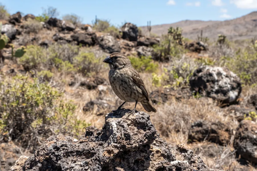 Galápagos finch evolution