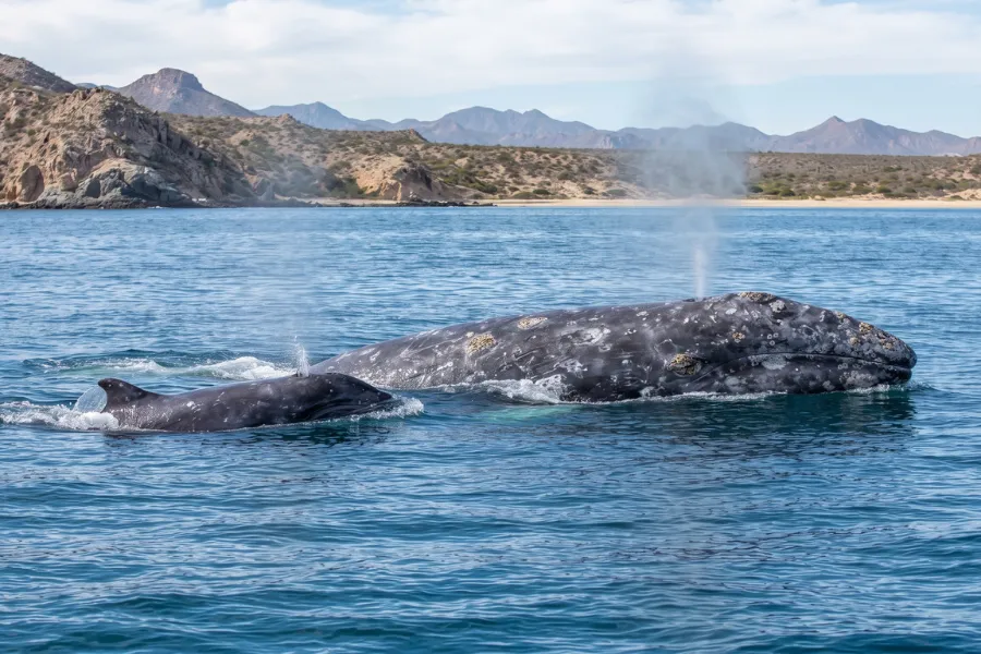 Gray whales in Baja California
