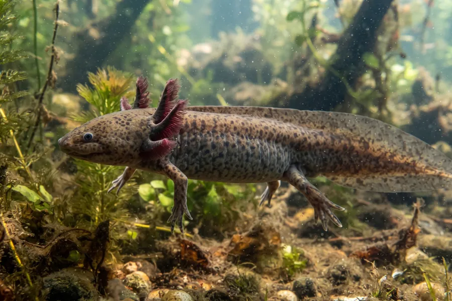 Mexican axolotl