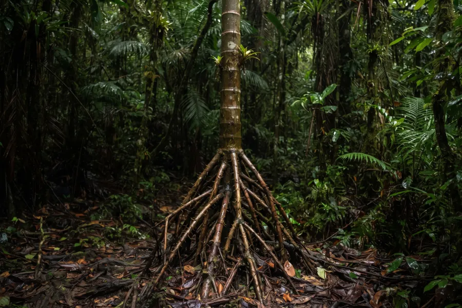 Walking palm tree Amazon