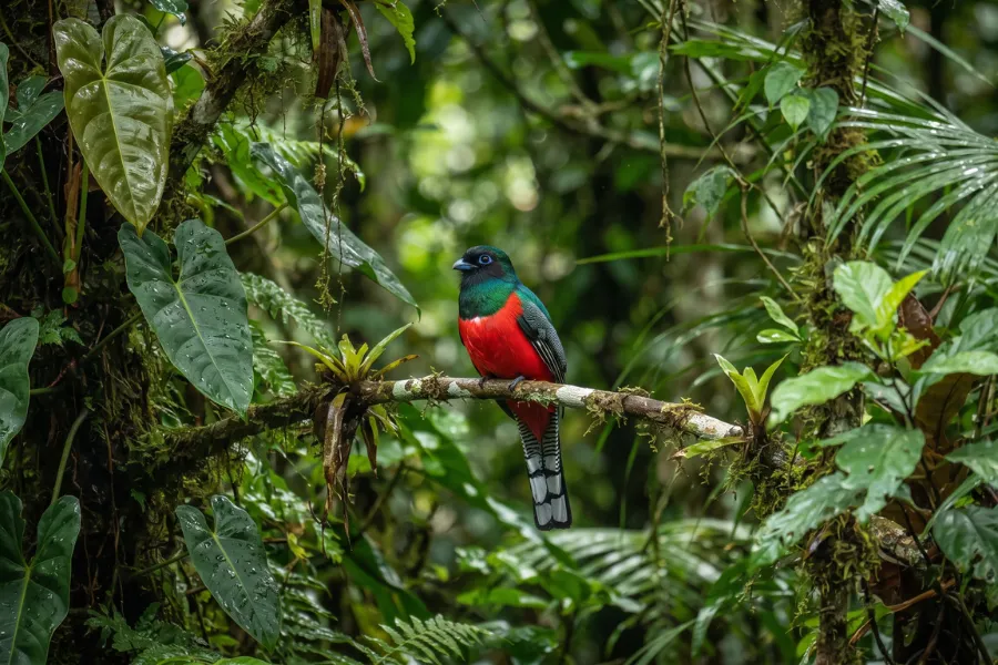 Yasuní park biodiversity
