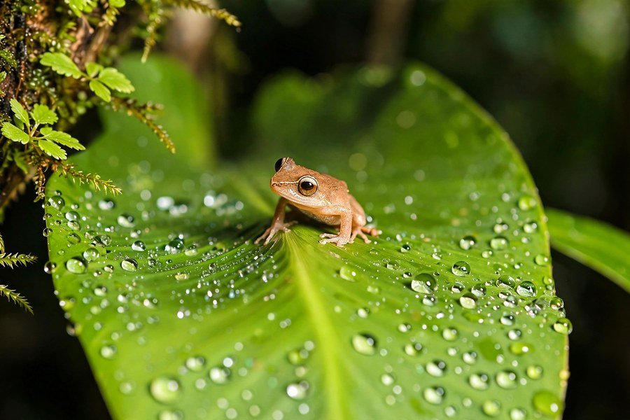 Coqui frog on a leaf - fun facts about Puerto Rico